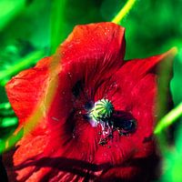 Mohn