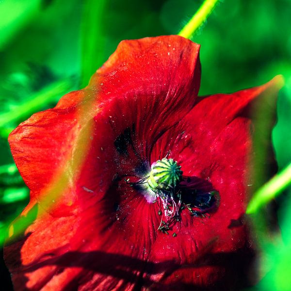 Mohn von De Cameragraaf
