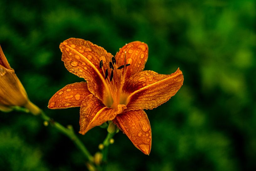 On the way in nature by Johnny Flash