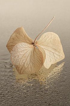 Pétale d'hortensia dansant sur les gouttes d'eau