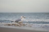Gull on the beach by Rik Verslype thumbnail