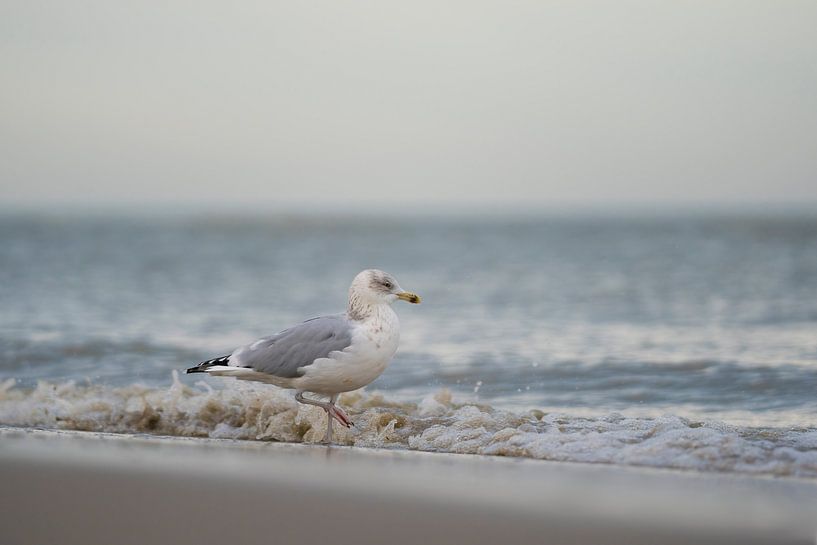 Gull on the beach by Rik Verslype