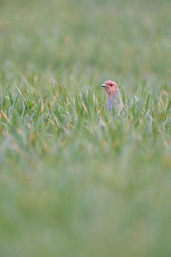Grey Partridge ( Perdix perdix ) hiding in a field of winter wheat, stretching its neck, watching cu