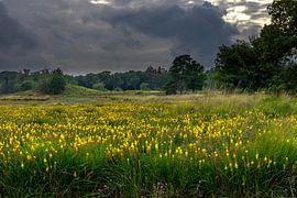 überquerte Niedermoore von scott van maurik