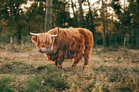 Scottish Highlander in the Forest