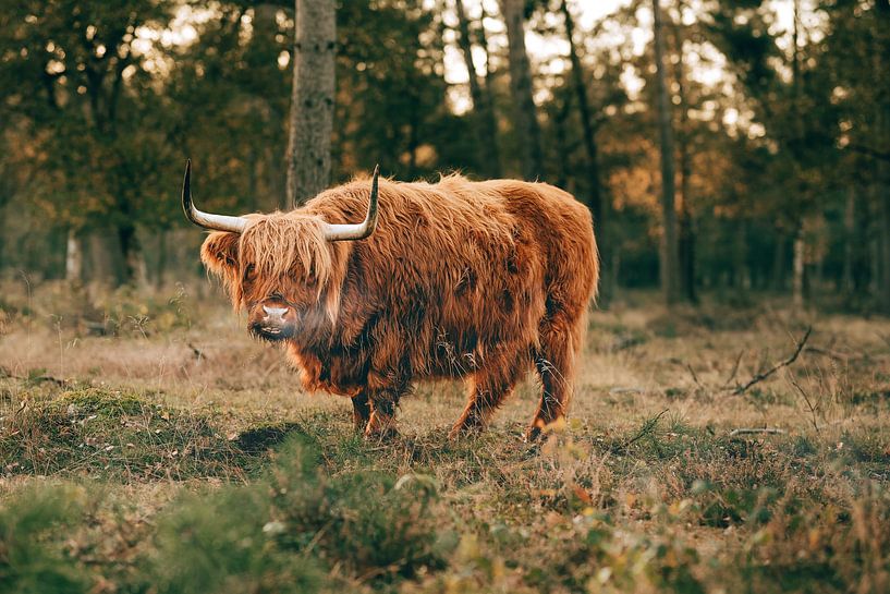 Scottish Highlander in the Forest by Jeroen Koornstra