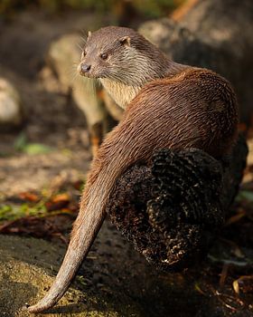 Otter schaut in die Ferne.