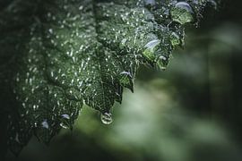 Tropfen auf einem Blatt von Jan