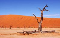 Im Dead Vlei Namibia von W. Woyke Miniaturansicht