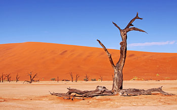 Dans la Dead Vlei Namibie