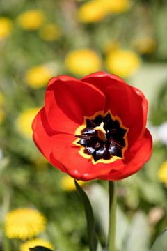 een rode tulp in een kleurrijk bloemenveld van W J Kok