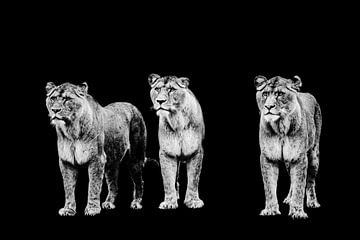 drei Tiger in einer Reihe mit schwarzem Hintergrund von Lindy Schenk-Smit