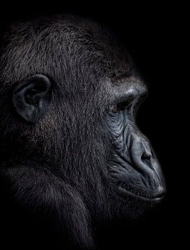 Le jeune Gorille sur Ron Meijer Photo-Art