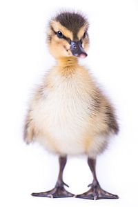 Bébé canard sur Celina Dorrestein