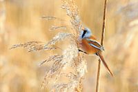 Bearded Tit