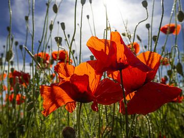 Mohnfeld von Willemijn Wolthaus