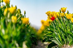 Tulpen auf Texel - Anders sein