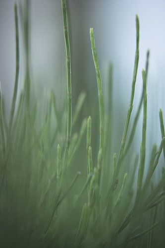 Gras