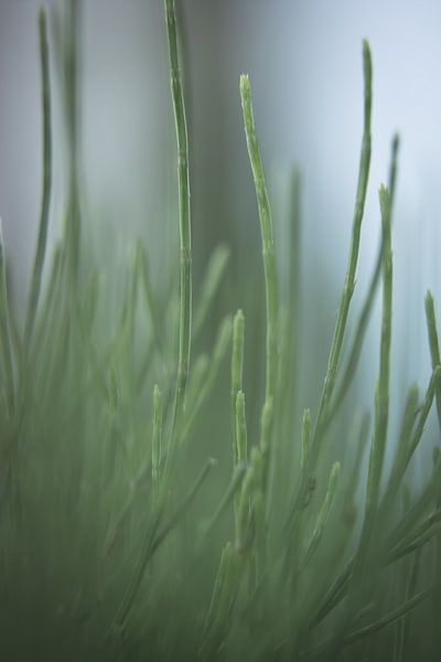 Gras by Robert Wiggers