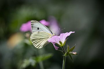Vlinder op roze bloem van Laura Loeve