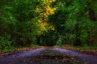 Het duistere pad in de bossen tijdens de start van de herfst. van Mariska Brouwenstijn thumbnail