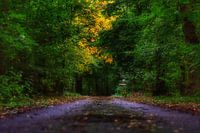Het duistere pad in de bossen tijdens de start van de herfst.