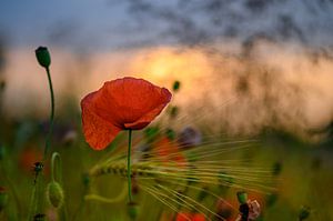 Mohnblume im Gegenlicht