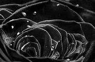 La rose noire par Elianne van Turennout Aperçu