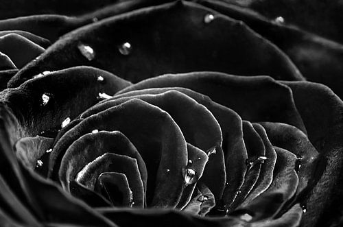 Zwarte Roos in Ochtenddauw - Betoverende Foto met Mystieke Schoonheid