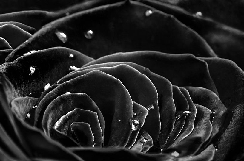 La rose noire par Elianne van Turennout