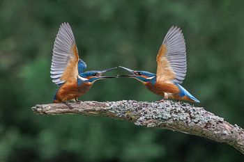 Zwei Eisvögel, Elternteil und Jungtier interagieren