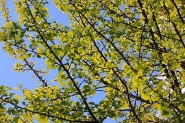 Ginkgo by Thomas Jäger