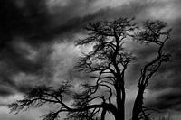 Spookachtig landschap 1