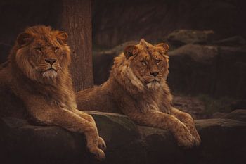 Magnificent brothers