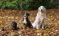 Triple dog