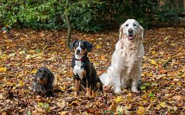 Triple dog by Pieter Heres