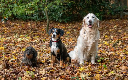 Triple dog