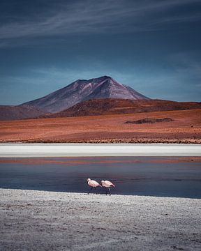 Flamants roses dans les hautes plaines de Bolivie | Bolivie sur Felix Van Leusden