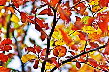felle herfstbladeren in kleur van hoby deijk