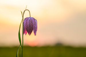 Snake's Head Fritillary close up in a meadow during sunset