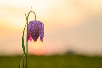 Kievitsbloem close-up in een weiland tijdens zonsondergang van Sjoerd van der Wal Fotografie