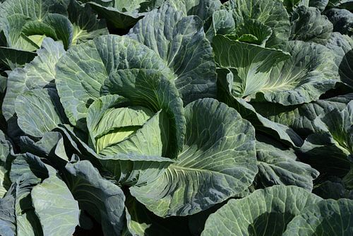 Witte kool in het veld