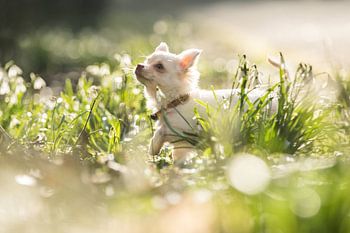 Puppy tussen de sneeuwklokjes