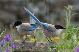 Blaue Elstern beobachten das Gebiet.