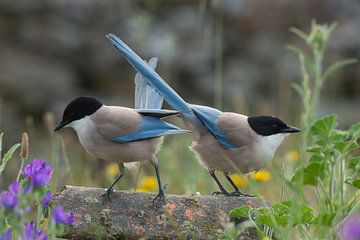 Blue magpies survey the area. by Wiel Arets