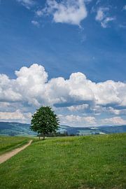 Germany, Green tree at hiking trail in endless black forest land