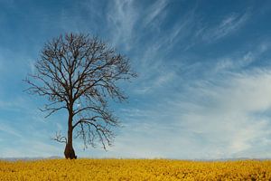 Baum im Rapsfeld