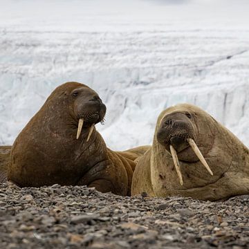 Walruses cuddle in front of the glacier by AylwynPhoto