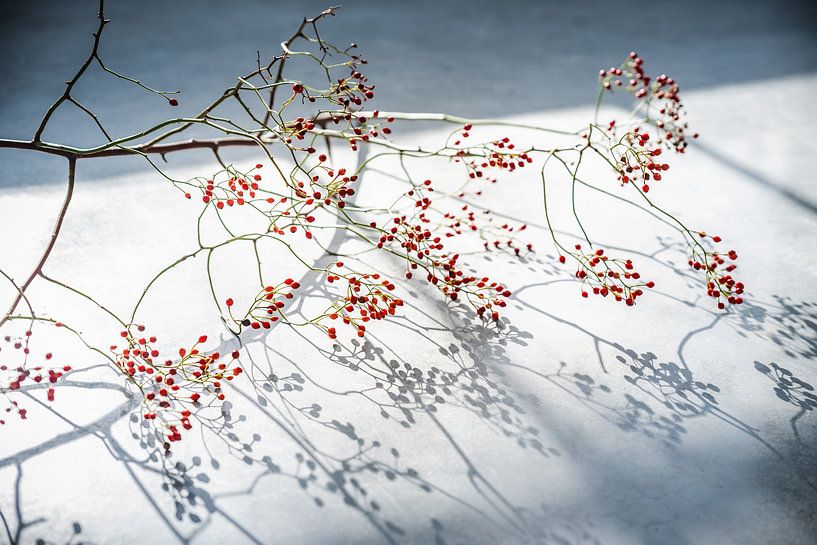 Still life by Anita Kabbedijk