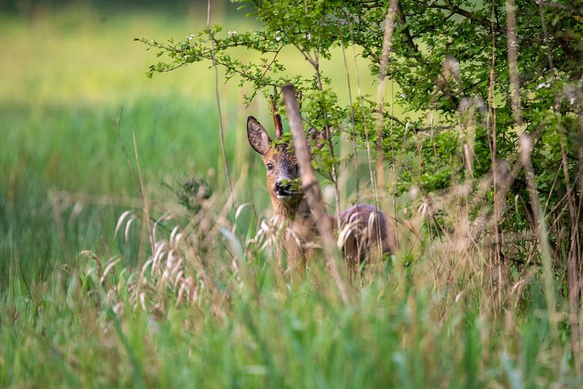 Reebok au petit matin par Marjolijn Barten